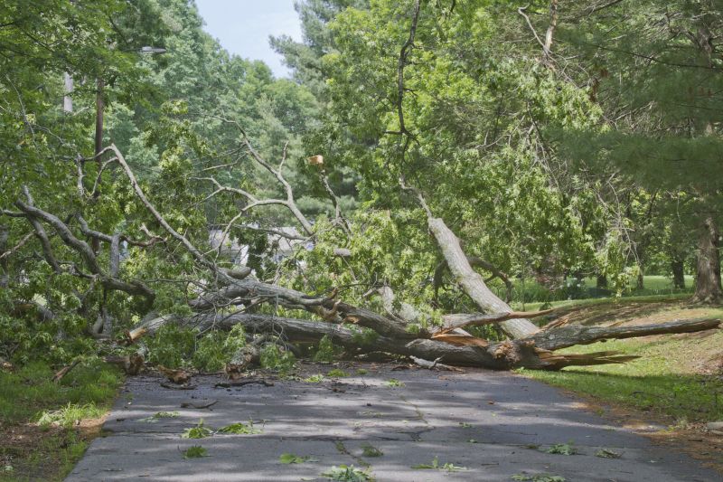 Fallen Tree in Front Yard