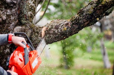 Tree Maintenance Service