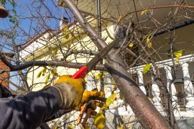 Pruning Mature Trees