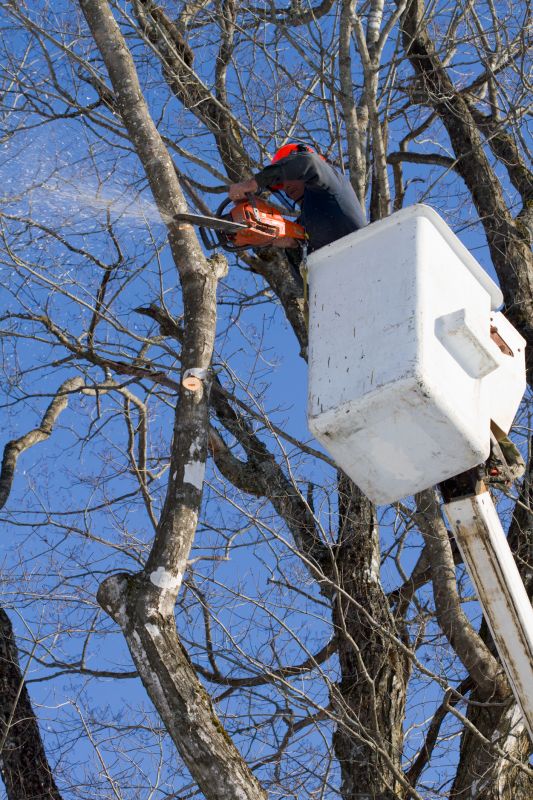 Winter Tree Care