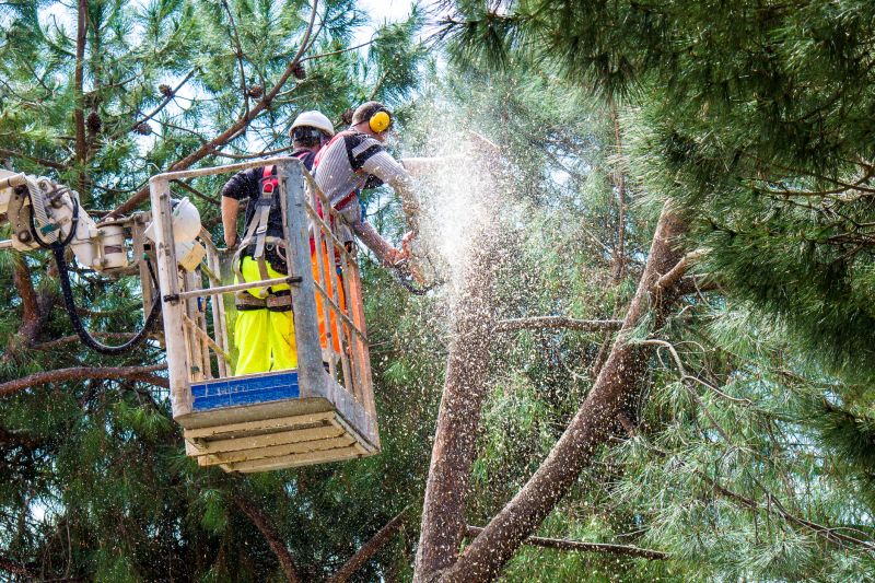 Tree Trimming Equipment in Action