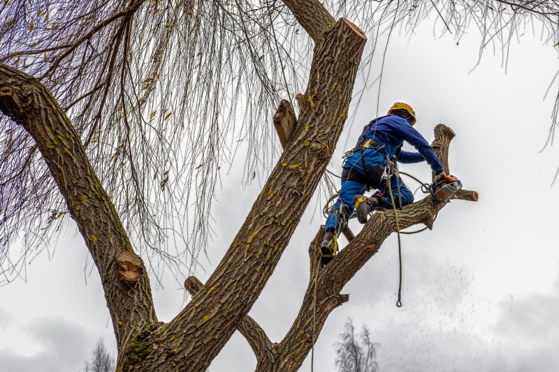 Tree Maintenance Teams