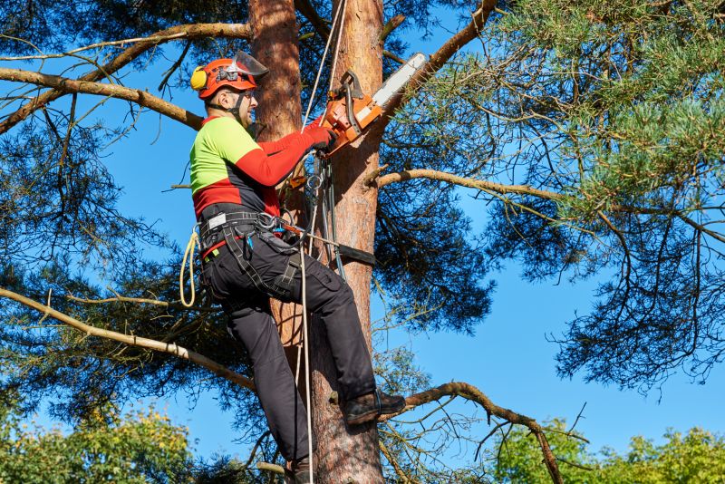 Specialized Tree Care Services