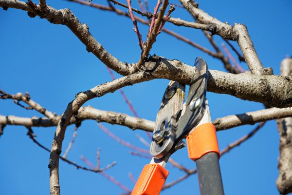 Residential Tree Service in Destin