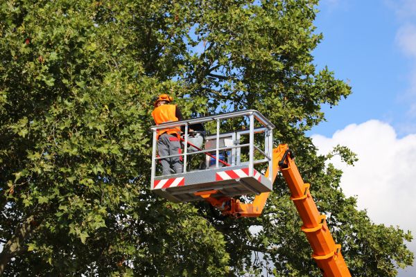 Commercial Tree Service in Destin